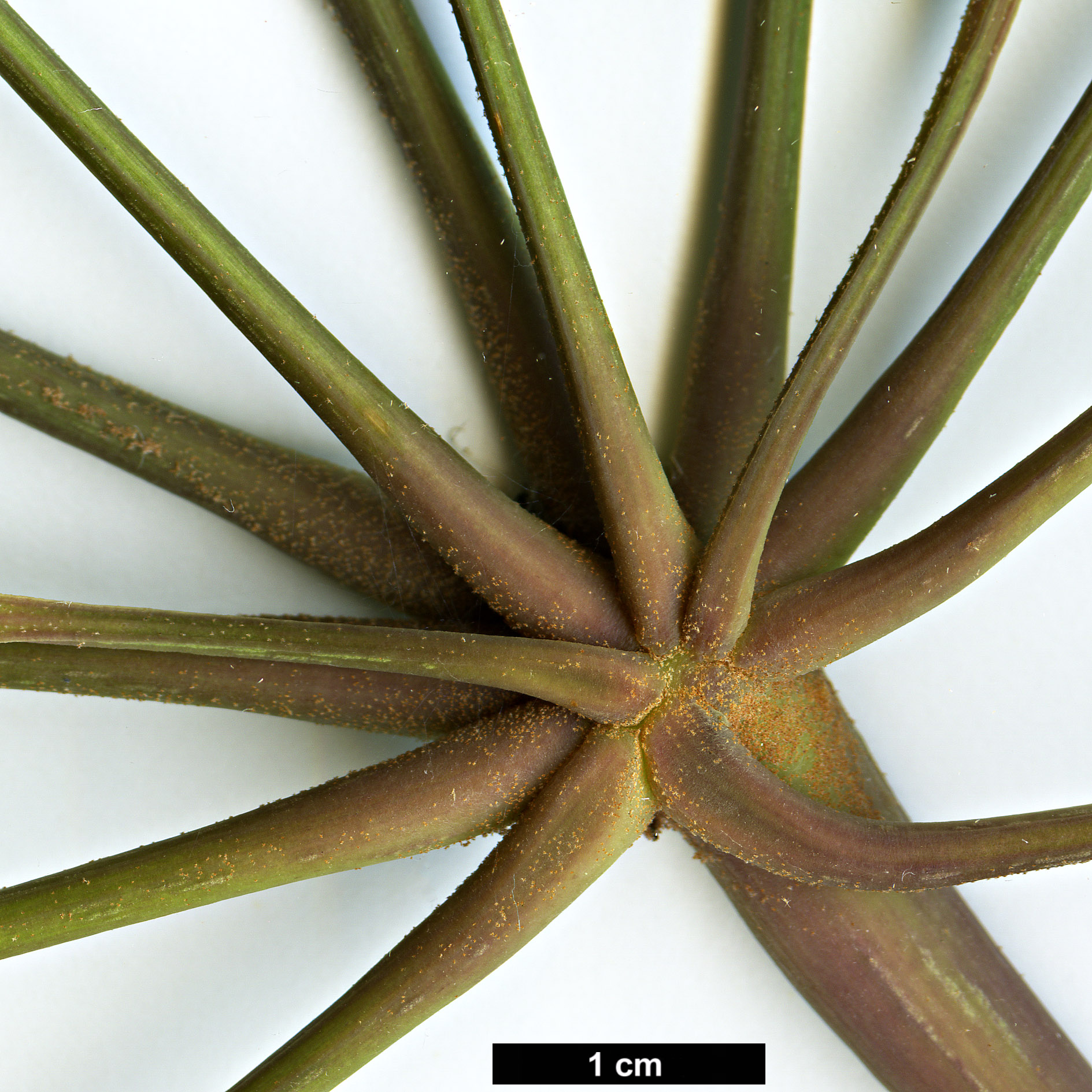 High resolution image: Family: Araliaceae - Genus: Schefflera - Taxon: hoi